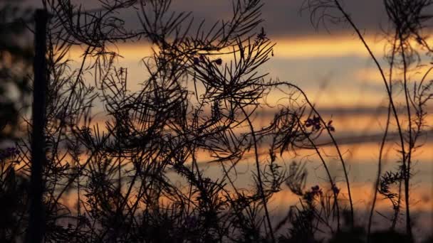 Pôr do sol dourado através da vista da silhueta de grama e plantas — Vídeo de Stock