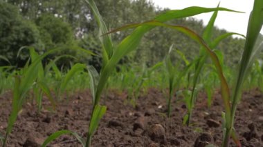 Çiftçilerin tarlasında yetişen taze mısır filizleri 