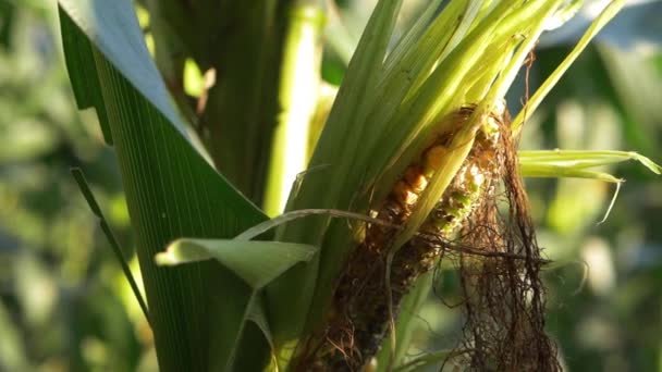 Mais dolce maturo che marcisce nel campo degli agricoltori — Video Stock