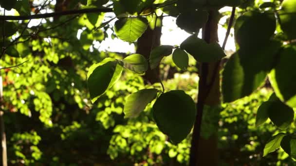 Exuberante bosque verde de verano con fondo de luz solar — Vídeos de Stock