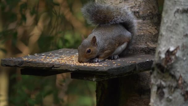 Écureuil gris voler la nourriture de la table d'oiseau — Video