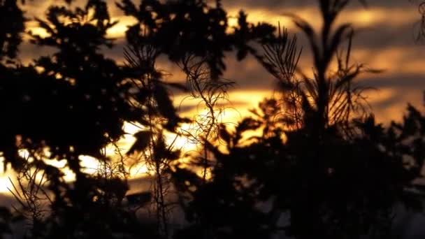 Gras en planten silhouet tegen gouden zonsondergang — Stockvideo