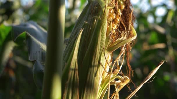Hnijící kukuřice cukrová na poli — Stock video