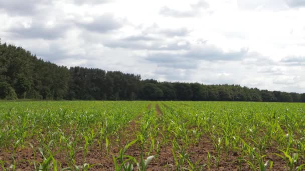 Rijen jonge suikermaïsgewassen die groeien in het veld van de landbouwers — Stockvideo