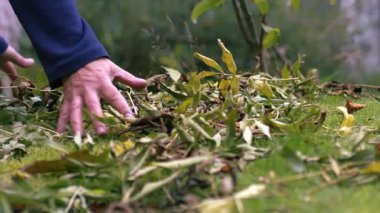 Sonbahar ortası süper yavaş çekimde düşen yaprakların toplanması