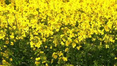 İngiliz kırsal kesiminde kolza tohumu tarlaları. Orta büyüklükte, seçici odaklanma.