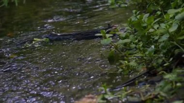 Doğal tatlı su akışı ortam süper yavaş çekim seçici odak