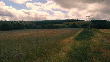 Chicory ekin tarlası hasat için hazır geniş zoom drone hava seçici odak noktası