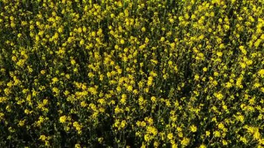 İngiliz kırsalındaki kolza tohumu tarlaları geniş zoom drone hava seçici odak