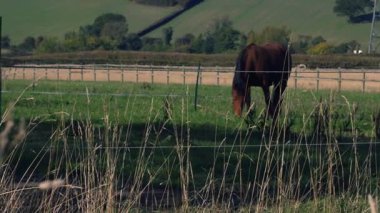 Kahverengi Körfez Atı çim üzerinde otluyor. Süper yavaş çekim seçici odak noktası.