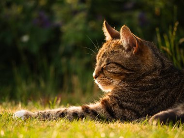 Sıcak bir yaz bahçesinde dinlenen tekir kedisi. Yakın çekim seçici odak noktası.