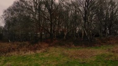 Kış ormanlık arazi insansız hava aracı geniş yakınlaştırma görüntüsü seçici odak noktası