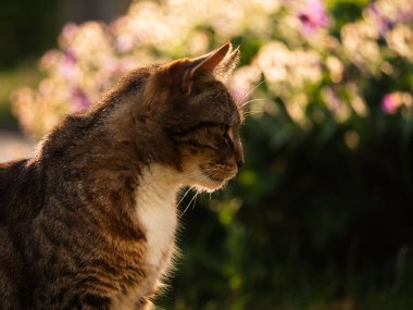 Sıcak bir yaz bahçesinde dinlenen tekir kedisi. Yakın çekim seçici odak noktası.