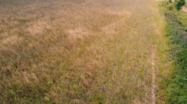 Hindiba tarlası hasat için hazır. 4k hava aracı seçici odak noktası.