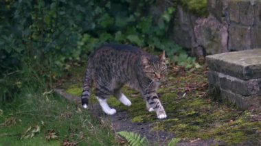 Tekir kedisi bahçeyi keşfediyor. Süper yavaş çekim. Yakın çekim seçici odaklanma.