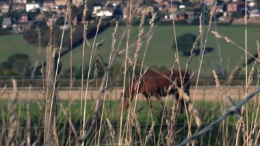 Kahverengi körfez atının arka planında çimenlerde otlayan uzun otlar süper yavaş çekim seçici odak noktası