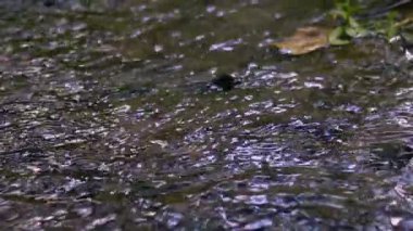 Doğal tatlı su akışı ortam süper yavaş çekim seçici odak