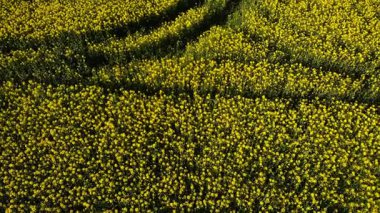 İngiliz kırsalındaki kolza tohumları geniş 4k hava aracı seçici odak noktası