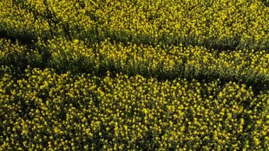 İngiliz kırsalındaki kolza tohumu tarlaları geniş zoom drone hava seçici odak