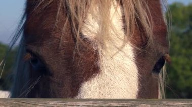 Kırsal bölgedeki ahşap kapının arkasındaki at süper yavaş çekim seçici odak noktasını kapatır.