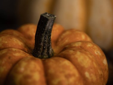 Ahşap arka planda turuncu kabak kabağı. Makro çekim seçici odak noktasını kapat