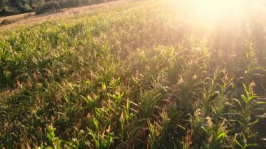Mısır tarlaları sıcak güneş ışığı İHA 'sı geniş havadan 4k hava aracı seçici odak noktası