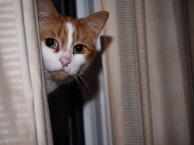 Kızıl ve beyaz kedi perde arkasından kameraya bakıyor orta ekran portre süper yavaş çekim seçici odak 