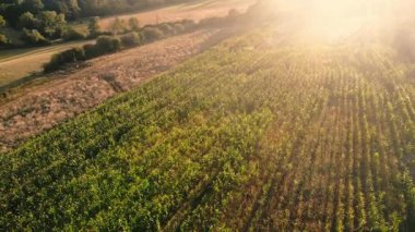 Mısır tarlaları sıcak güneş ışığı İHA 'sı geniş havadan 4k hava aracı seçici odak noktası