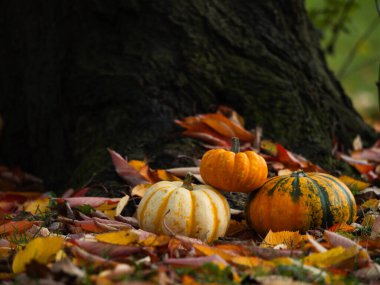 Sonbahar yapraklarının halısında portakal kabağı kabağı. Ağaç gövdesi arka planında seçici odak noktası.