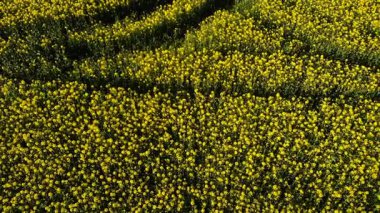 İngiliz kırsalındaki kolza tohumu tarlaları geniş zoom drone hava seçici odak