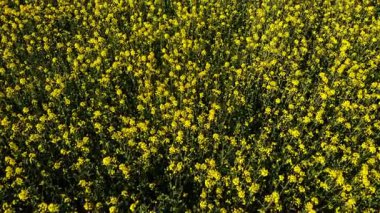 İngiliz kırsal bölgelerindeki kolza tarlaları 4k hava aracı seçici odak noktası