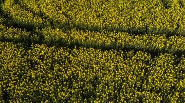 İngiliz kırsalındaki kolza tohumu tarlaları geniş zoom drone hava seçici odak