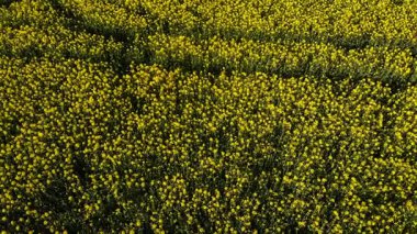 İngiliz kırsal bölgelerindeki kolza tarlaları 4k hava aracı seçici odak noktası