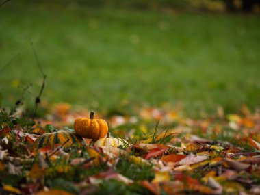 Sonbahar yapraklarının halısında portakal kabağı kabağı sıcak güneş ışığında seçici bir odak noktası.