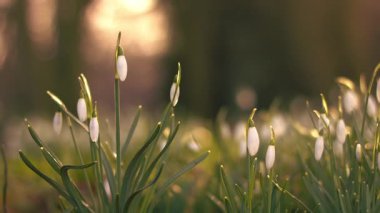İlkbaharda kar damlaları ılık güneş ışığı zoom yavaş çekimde seçici odaklanma çeker