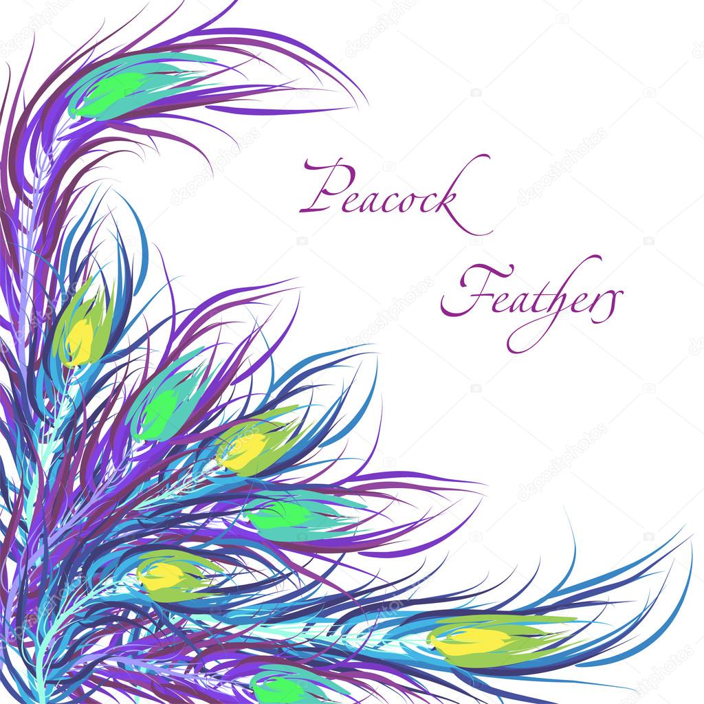 Vector feathers peacock. Color background. Fashionable design ep