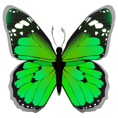 yeşil renkli kelebek