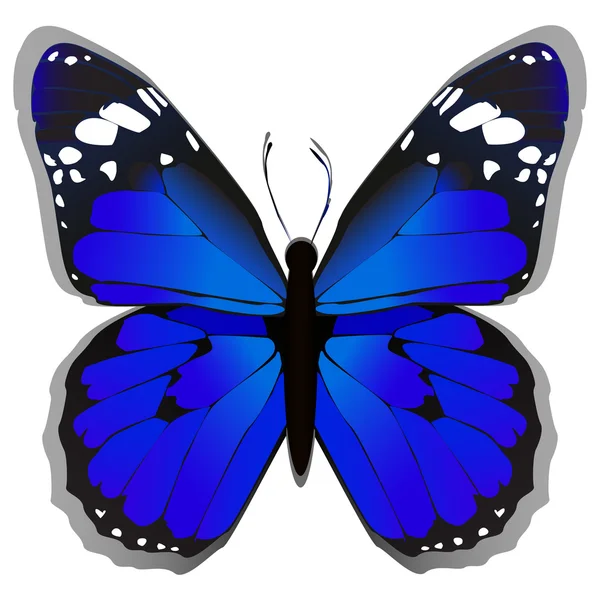 五颜六色的蓝色蝴蝶 — 图库矢量图片