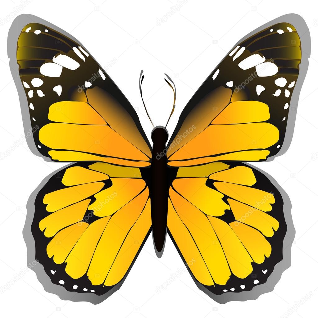 My Image 26