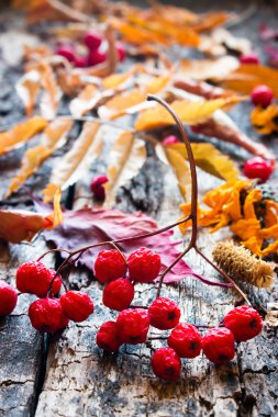 bir arka plan üzerinde kuru kırmızı rowan seçici odak bırakır