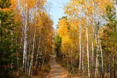sonbahar ormandaki huş ağaçları arasındaki yol