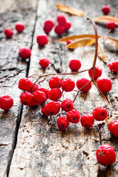 Dry red rowan on a wooden background selective focus — Stock Photo, Image