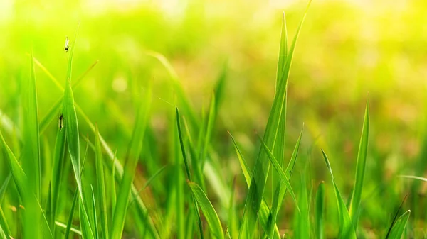 Spring Grassy Field Grass Close Blurred Bokeh Background Place Text — Stock Photo, Image