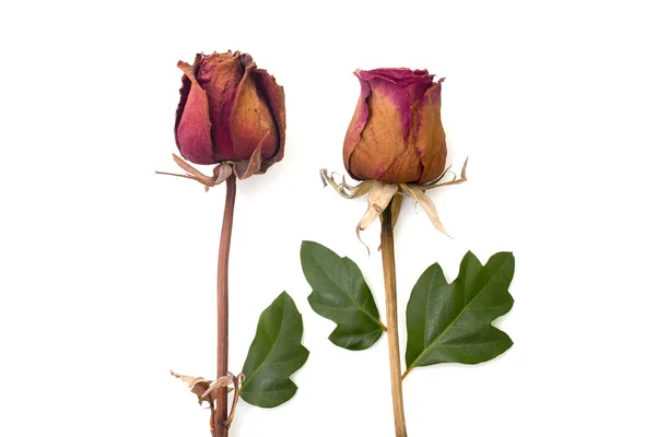 Rosa seca e pétala verde isoladas sobre branco — Fotografia de Stock