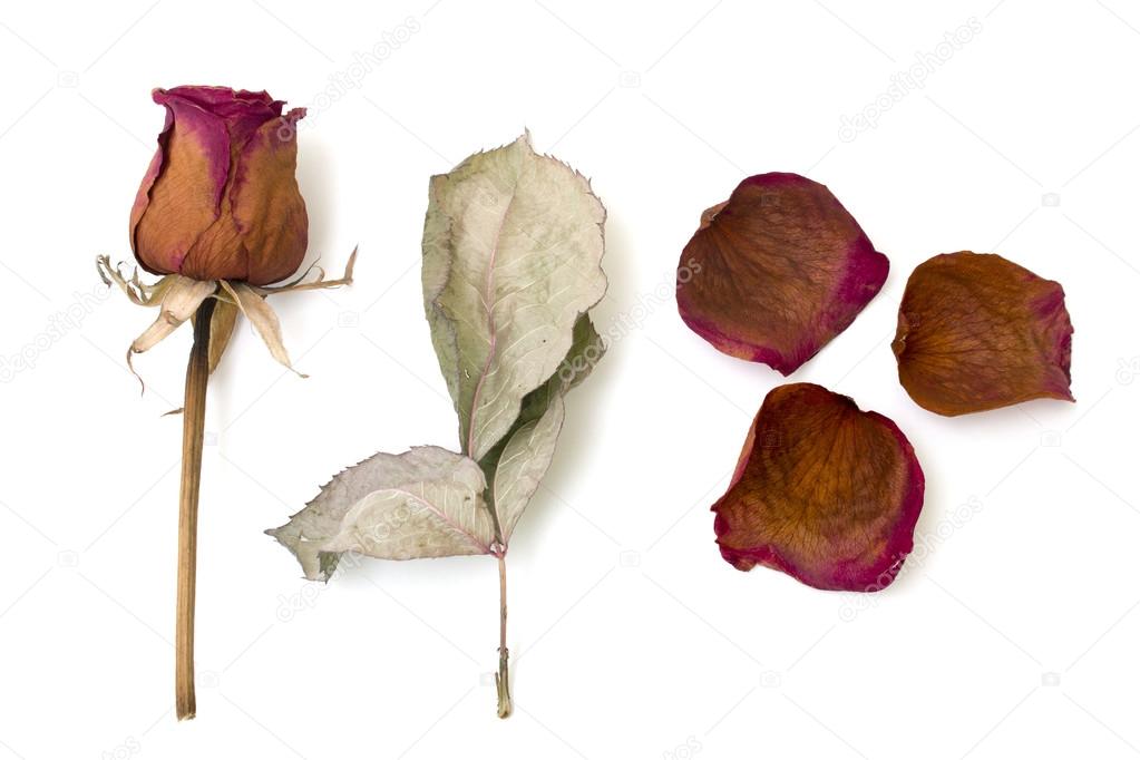 Dry rose and sheet isolated over white