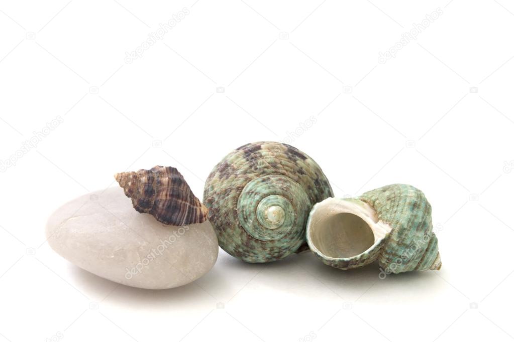 Seashell isolated over white background
