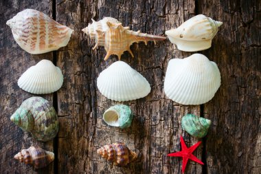 Starfish, shells, shell snails column on the old wooden table selective focus clipart