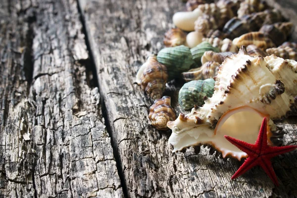Ракушки, ракушки, моллюски, морские звезды на деревянном фоне крупным планом избирательный фокус справа — стоковое фото