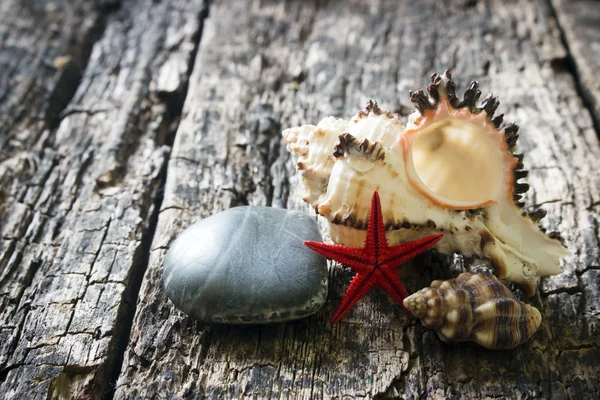 Большая морская раковина, гладкий камень на деревянном фоне — стоковое фото