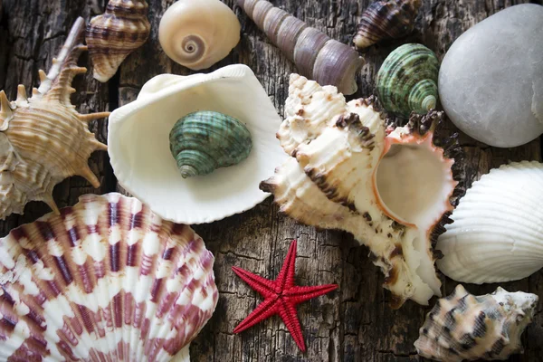 Много ракушек и морских звезд на деревянном фоне избирательный фокус — стоковое фото